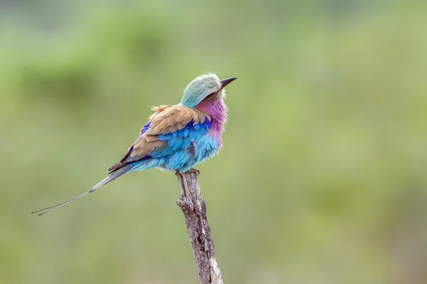 Lilac-breasted roller in Kruger National park, South Africa — Stock Photo, Image