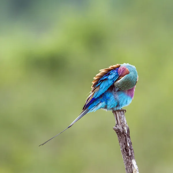 Rolo de peito lilás no Parque Nacional Kruger, África do Sul — Fotografia de Stock