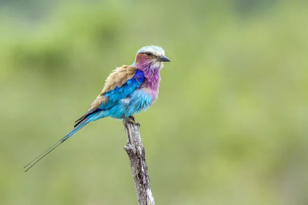 Rolo de peito lilás no Parque Nacional Kruger, África do Sul — Fotografia de Stock