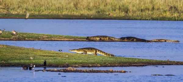 Nílusi krokodil Kruger Nemzeti park, Dél-afrikai Köztársaság — Stock Fotó