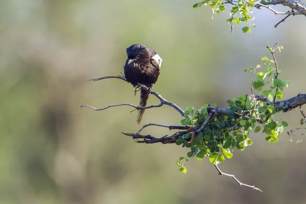 Skata törnskata i Kruger National park, Sydafrika — Stockfoto