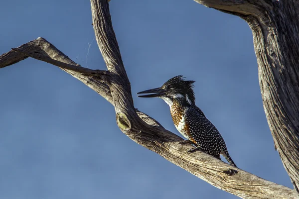 Afrika dev kingfisher Kruger National park, Güney Afrika — Stok fotoğraf