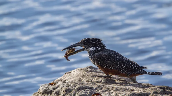 Africano gigante kingfisher no parque nacional de Kruger, África do Sul — Fotografia de Stock