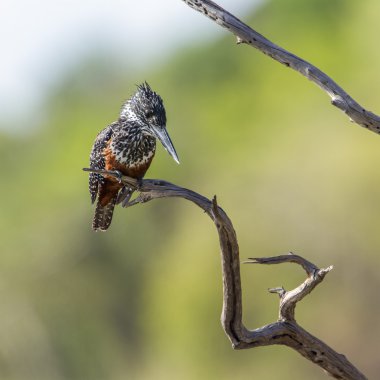 Afrika dev kingfisher Kruger National park, Güney Afrika
