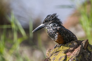 African Giant kingfisher in Kruger National park, South Africa clipart