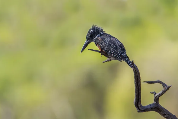 Afrika dev kingfisher Kruger National park, Güney Afrika — Stok fotoğraf