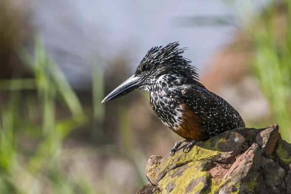 Africano gigante kingfisher no parque nacional de Kruger, África do Sul — Fotografia de Stock