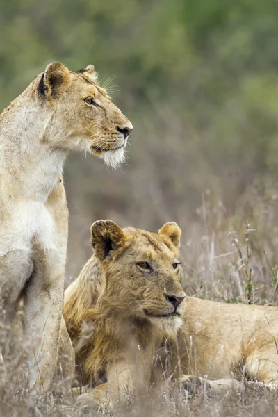 Africký Lev v Kruger National park, Jihoafrická republika — Stock fotografie