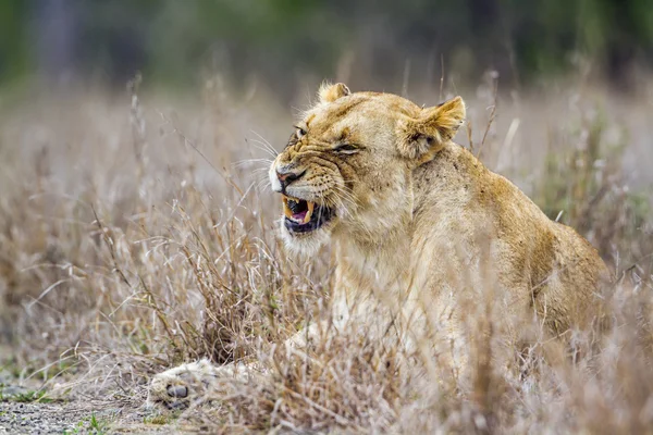 León africano en el Parque Nacional Kruger, Sudáfrica — Foto de Stock