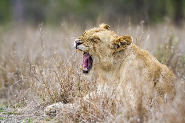 Afrika aslanı Kruger National park, Güney Afrika — Stok fotoğraf