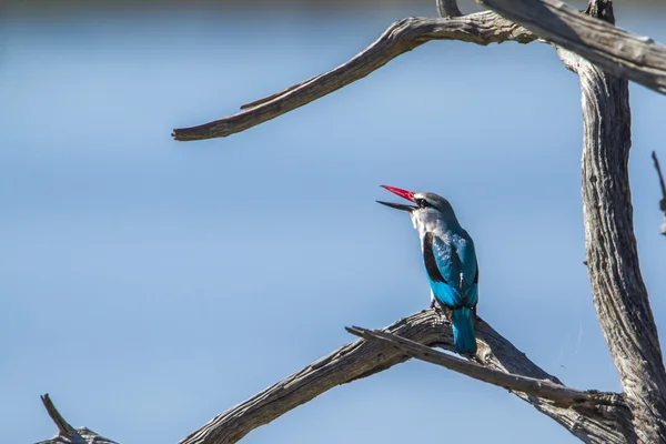 Woodland kingfisher in Kruger National Park, África do Sul — Fotografia de Stock