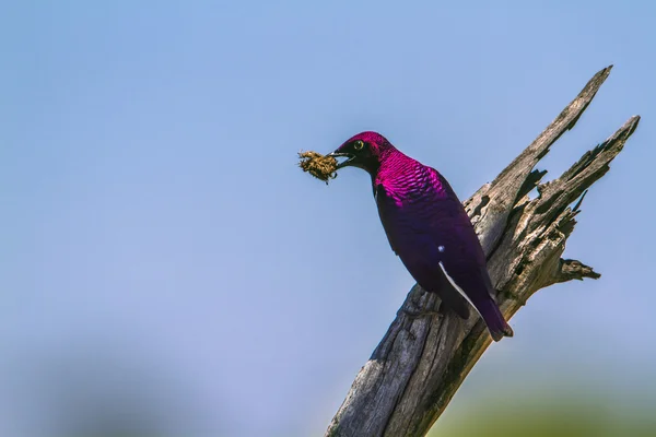 Фиолетовый скворец в Национальном парке Крюгер, ЮАР — стоковое фото