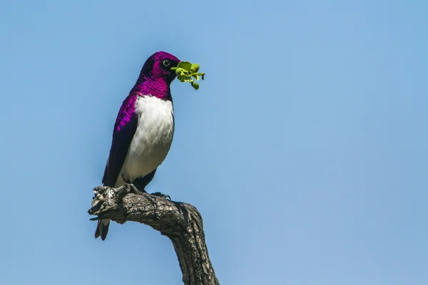 Violet-backed starling in Kruger National Park, África do Sul — Fotografia de Stock