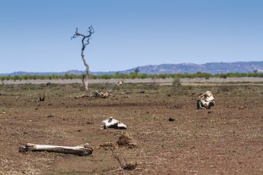 Kuraklık manzara Kruger National park, Güney Afrika