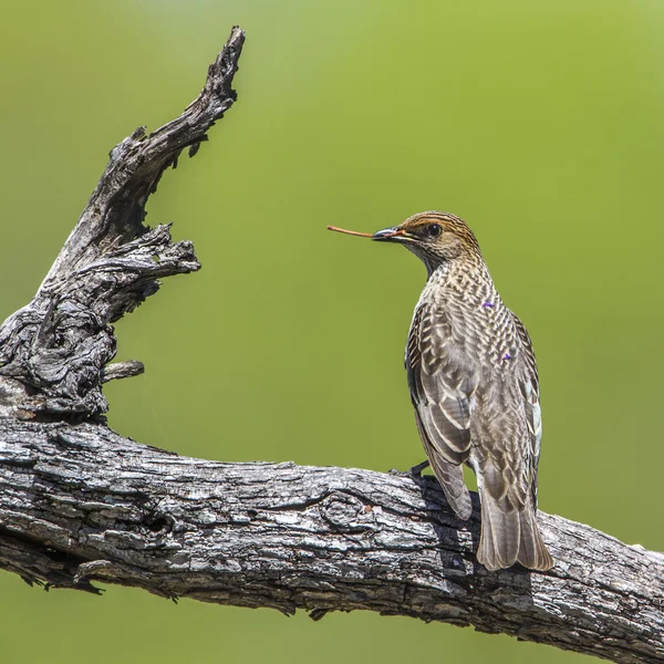 Violettryggad starling i Kruger National park, Sydafrika — Stockfoto