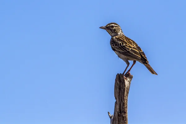 Sabota skřivan v Kruger National park, Jihoafrická republika — Stock fotografie