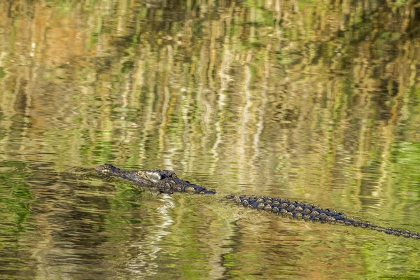 Cocodrilo del Nilo en el Parque Nacional Kruger, Sudáfrica —  Fotos de Stock