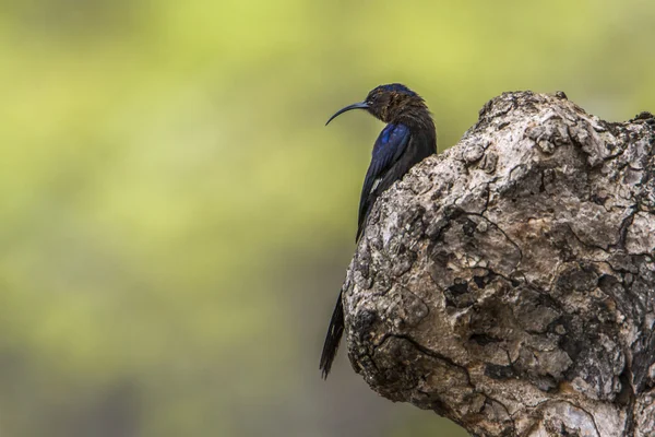 Projeto de lei comum de Scimitar no parque nacional de Kruger, África do Sul — Fotografia de Stock