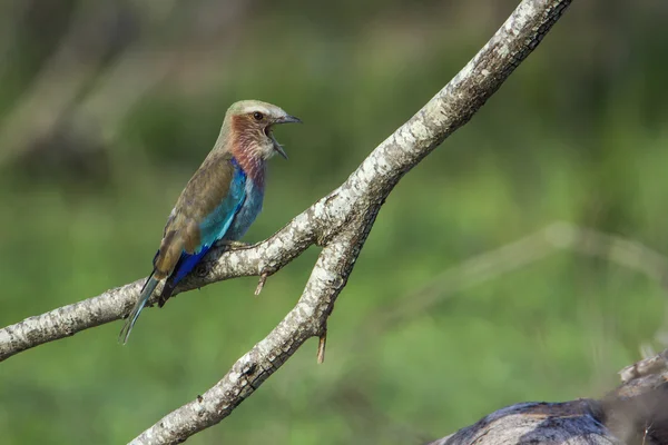 Rufous-crowned Roller in Kruger National park, South Africa — Stock Photo, Image