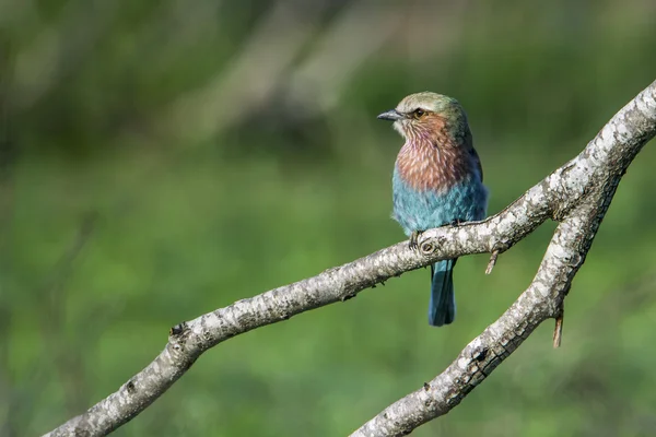 Rödstjärtad-krönade Roller i Kruger National park, Sydafrika — Stockfoto