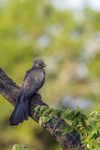 Grey go-away bird in Kruger National park, Sudáfrica — Foto de Stock