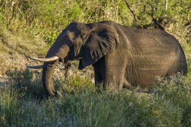 Afrika bush fil Kruger National park, Güney Afrika