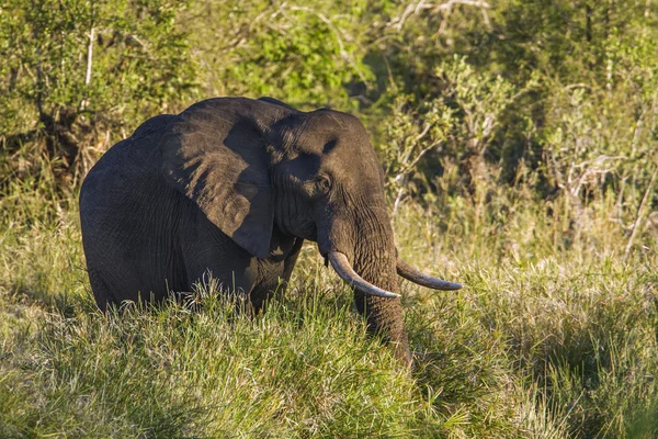 African bush elephant in Kruger National park, South Africa — Stock Photo, Image