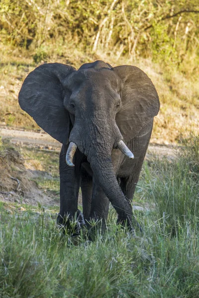 African bush elephant in Kruger National park, South Africa — Stock Photo, Image