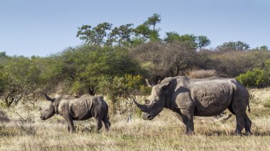 Güney beyaz gergedan Kruger National park, Güney Afrika
