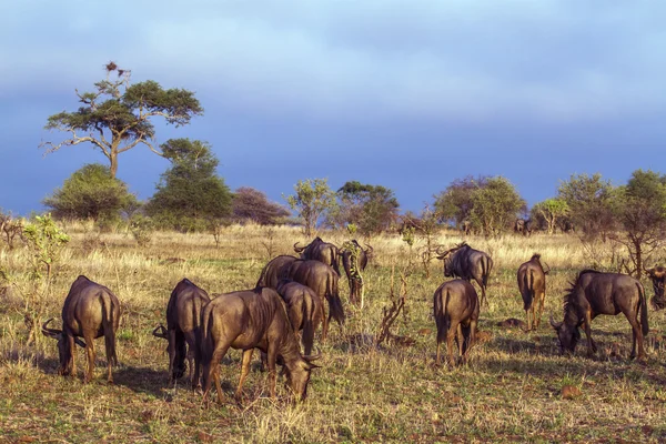 Blue Wildebeest en el Parque Nacional Kruger, Sudáfrica — Foto de Stock