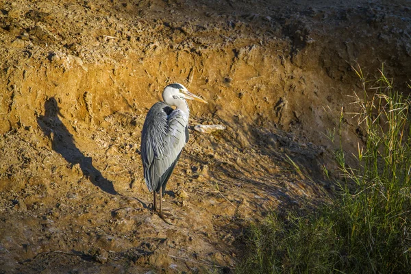 Garça cinzenta em Kruger National Park, África do Sul — Fotografia de Stock