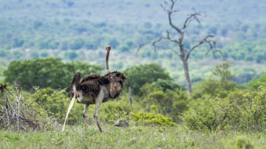 Afrikalı devekuşu Kruger National park, Güney Afrika