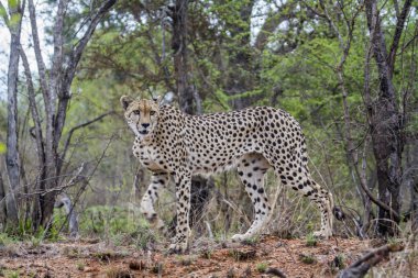 Cheetah Kruger National park, Güney Afrika