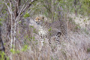 Cheetah Kruger National park, Güney Afrika