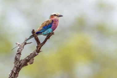 Kruger Ulusal Parkı, Güney Afrika 'da leylak göğüslü bir paten.