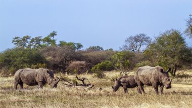 Güney beyaz gergedan Kruger National park, Güney Afrika