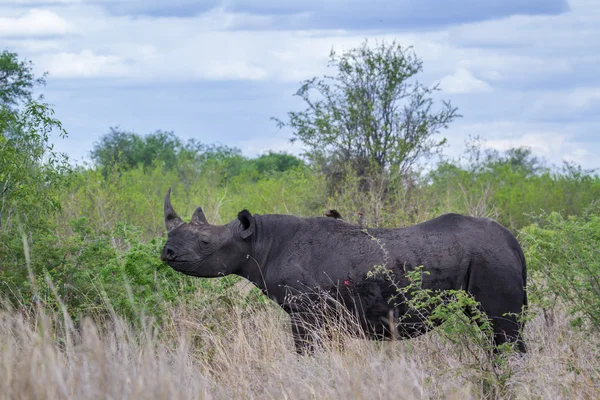 Spitzmaulnashorn im Kruger Nationalpark, Südafrika — Stockfoto