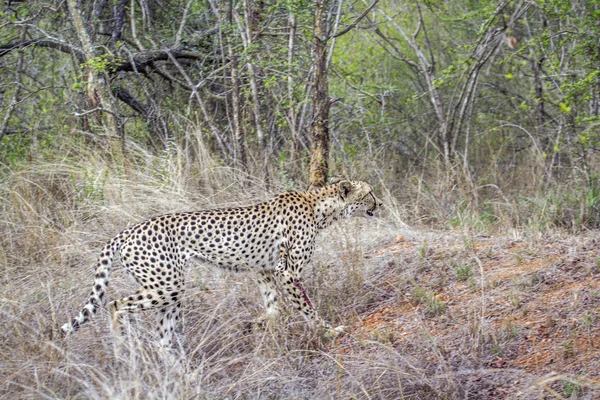 Gepárd Kruger Nemzeti park, Dél-afrikai Köztársaság — Stock Fotó