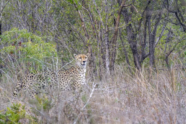 Cheetah en el Parque Nacional Kruger, Sudáfrica —  Fotos de Stock