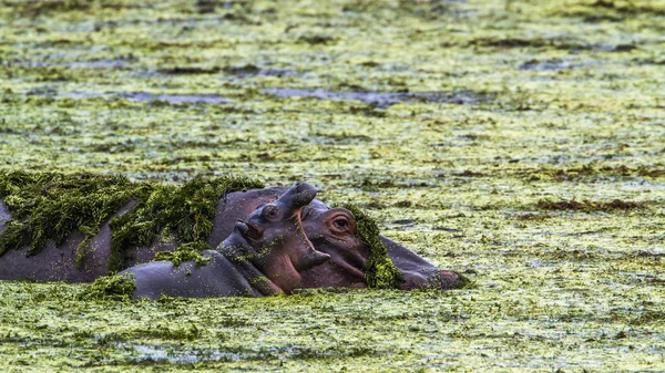 Hippopotame dans le parc national Kruger, Afrique du Sud — Photo