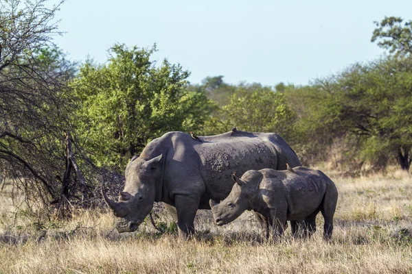 Southern white rhinoceros in Kruger National park, South Africa — Stock Photo, Image