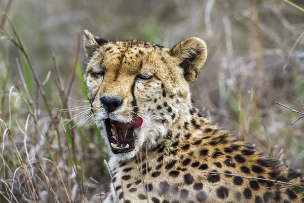 Cheetah nel parco nazionale di Kruger, Sud Africa — Foto Stock