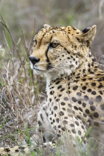 Cheetah en el Parque Nacional Kruger, Sudáfrica — Foto de Stock