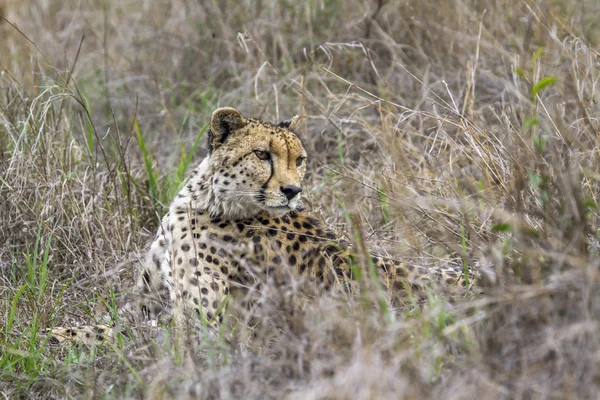 Cheetah en el Parque Nacional Kruger, Sudáfrica — Foto de Stock