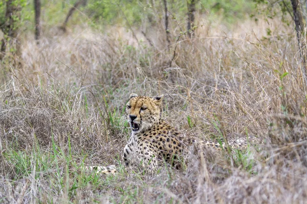 Cheetah en el Parque Nacional Kruger, Sudáfrica —  Fotos de Stock