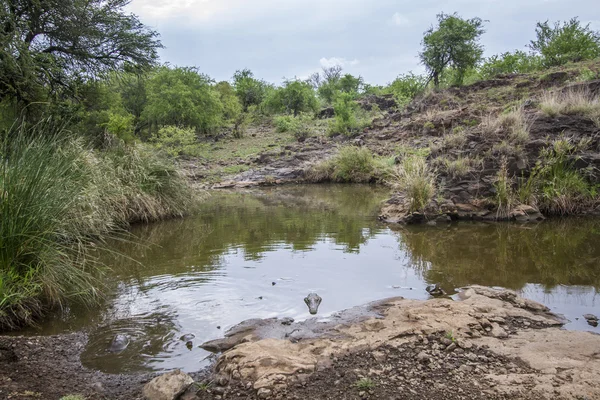 Voda jezírka s krokodýl v Kruger National park, Jihoafrická republika — Stock fotografie