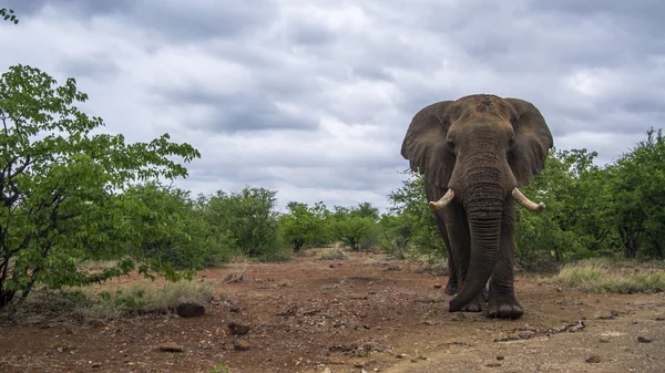 Elefante arbusto africano no Parque Nacional Kruger, África do Sul — Fotografia de Stock