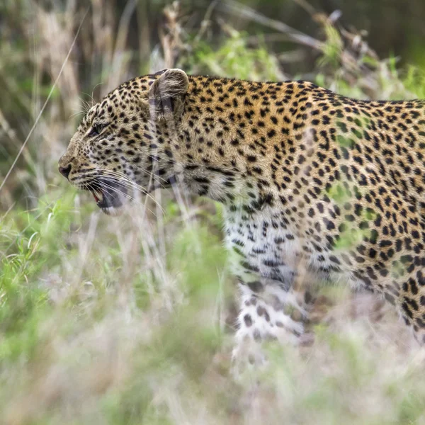 Leopard Kruger Nemzeti park, Dél-afrikai Köztársaság — Stock Fotó