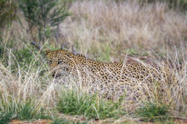 Leopar Kruger National park, Güney Afrika