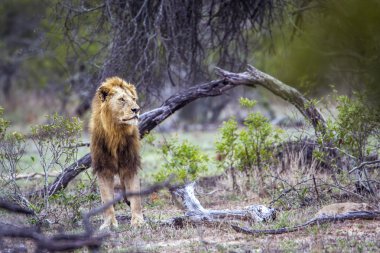 Afrika aslanı Kruger National park, Güney Afrika